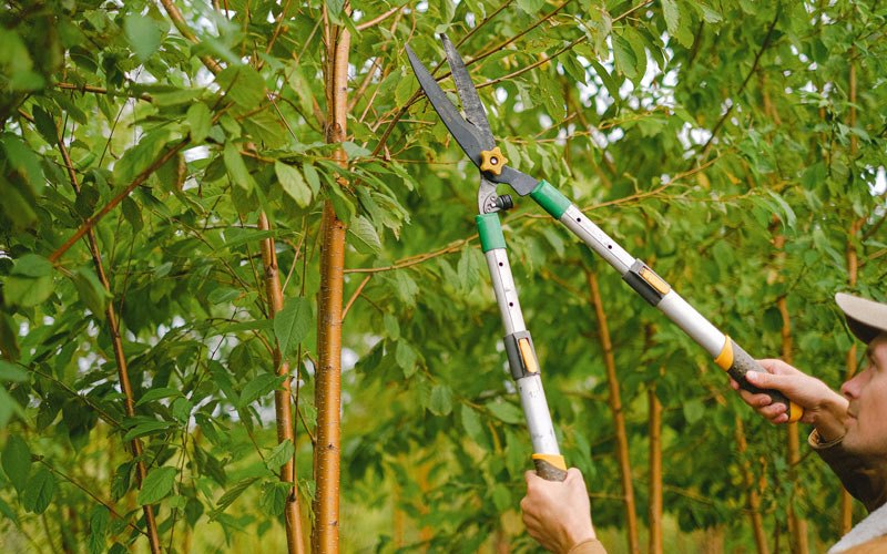 Tree trimming in Elk Garden, WV