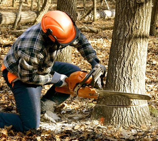 Tree Removal in Elk Garden, WV